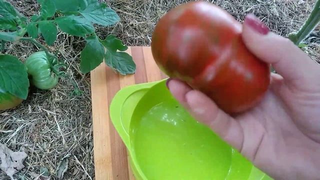 Сорт томата- Большой полосатый кабан.
