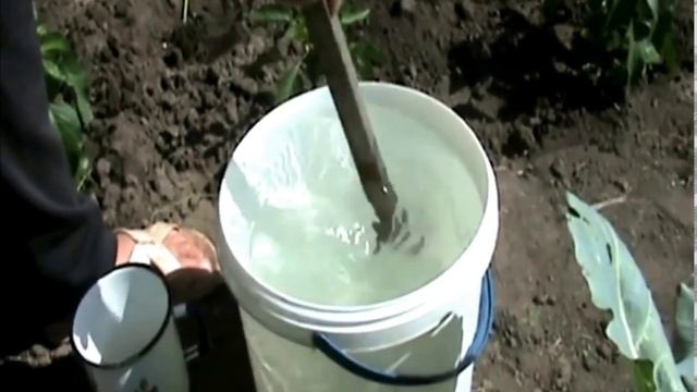 Желтеет чеснок, в чем причина. Спасаем урожай смотреть онлайн