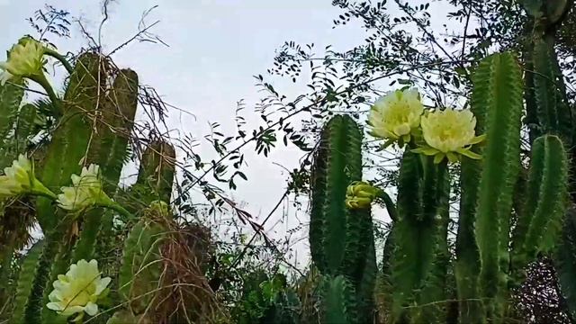 cactuscactaceaebrahmajamudu flowerscactus flowers