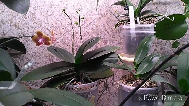 Цветение орхидей! ?Моя коллекция цветёт 9 месяцев в году! ?2часть!? смотреть онлайн