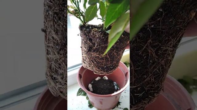 Комнатная роза: срочная пересадка после покупки, чтобы не погибла. смотреть онлайн