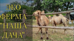 Эко ферма "Наша дача" хутор Молькино