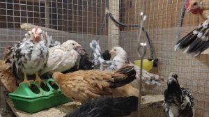 Самая маленькая порода кур. Малазийская серама.