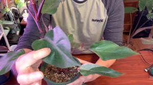 Plant Care | My Philodendron Pink Princess and Burgundy Princess Care tips and growth