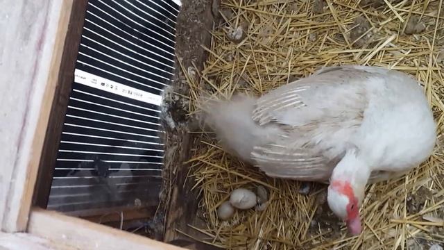 Утки тяжелой французской линии занеслись.