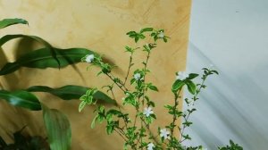 Сериса вариегатная.  Секреты цветения