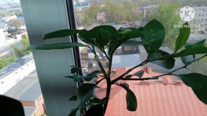 Прививки цитрусовых, дерево- сады, продолжение.