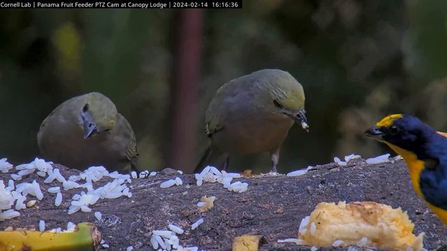 Palm Tanagers Gobble Up The Goods At The Panama Fruit Feeder – Feb. 14, 2024 смотреть онлайн