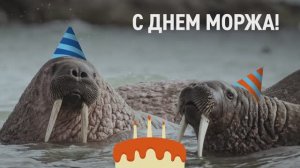 С Днем моржа!