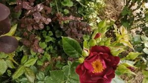 Роза флорибунда Найт Оул (Floribunda rose Night Owl) Том Каррут