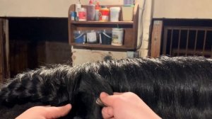 Как плести "колосок" из гривы лошади?