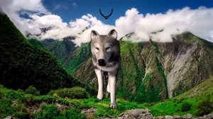 🐺 Раяна Асланбекова 🐺 Нохчи были нохчи будут нохчи есть 🐺