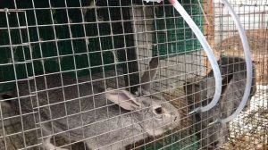 Кролики в ЛПХ Фроловых - до какого возраста я держу кроликов.