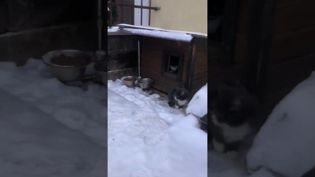 Зимовка котят в будке с подогревом на канале Фрося, Глаша и Дуняша смотреть онлайн
