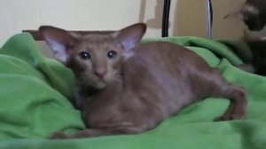 Егор. Котик ориентальный, циннамон