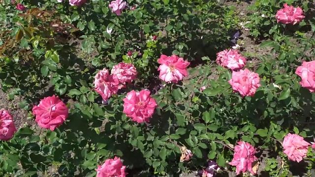 ПЬЕР КАРДЕН (Pierre Cardin), Meilland Франция, 2009 г. Чайно-гибридные (Hybrid Tea) смотреть онлайн