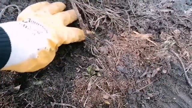 Открываю гортензию весной. Как перезимовала крупнолистная гортензия?  #сад#гортензиякрупнолистная