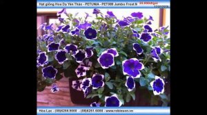 Hoa Dạ Yên Thảo - PETUNIA - PET089 Jumbo Frost Mix