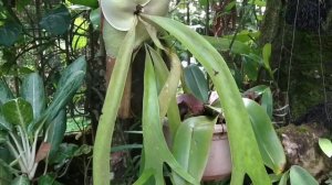 JENIS TANAMAN HIAS VIRAL||PLATYCERIUM||TILLANDSIA||ANGGREK