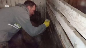 Искусственное осеменение свиней породы Дюрок в ЛПХ. Собрали семя со своего хряка. Почему так кроем