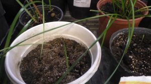 Мои клубне-луковичные цветы. Обязательная подкормка после посадки в горшки.