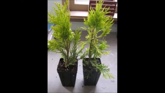 A different color for your landscape Forever Goldy® Arborvitae Thuja plicata '4EVER' смотреть онлайн