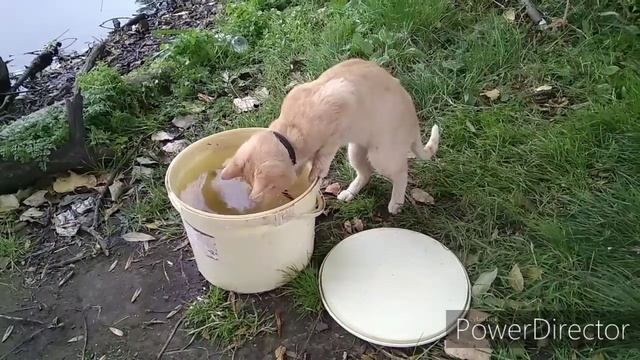 Кот ловит рыбу. Кіт риболов Cat goes fishing (Bad guy)