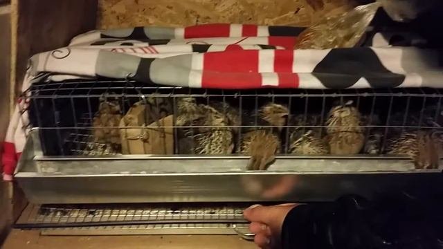 Разведение перепелов первые шаги ч.1