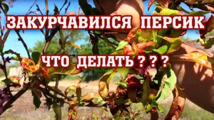 ЗАКУРЧАВИЛСЯ ПЕРСИК⧸ Что делать???
