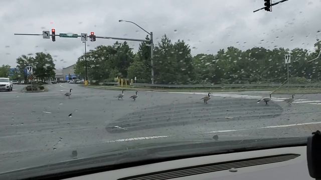 Зачем летать если можно ходить? Канадские гуси переходят дорогу смотреть онлайн