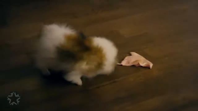 БАСКОВ В ГОВНЕ | КИРКОРОВ ДРОЧИТ КОЗЛУ - "ИБИЦА/Ibiza смотреть онлайн