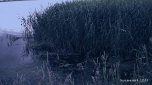 Громкое КВАКАНЬЕ лягушек ночью