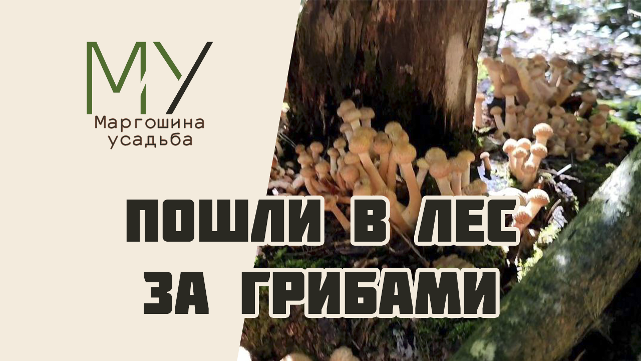 Бегом в лес! Опята на каждом дереве. Грибы 2023