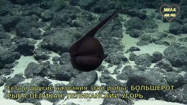 ЗАГАДОЧНЫЕ СУЩЕСТВА. Гальпер-угорь, Большерот, Рыба-Пеликан. Подводный мир. Гавайские острова.