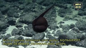 ЗАГАДОЧНЫЕ СУЩЕСТВА. Гальпер-угорь, Большерот, Рыба-Пеликан. Подводный мир. Гавайские острова.