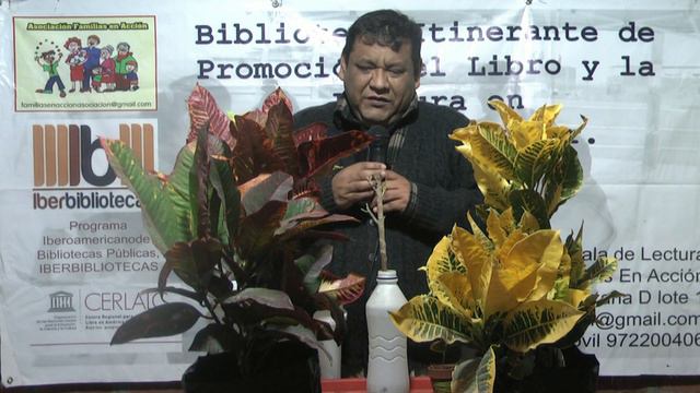 Crotón (Codiaeum variegatum) sembrando en casa смотреть онлайн