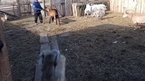 Козы сбавили молоко