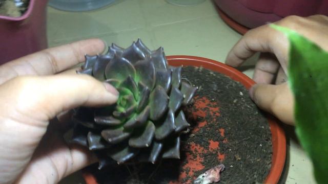 Tips on how to keep Echeveria Black prince alive| Succulent tips for begginers смотреть онлайн