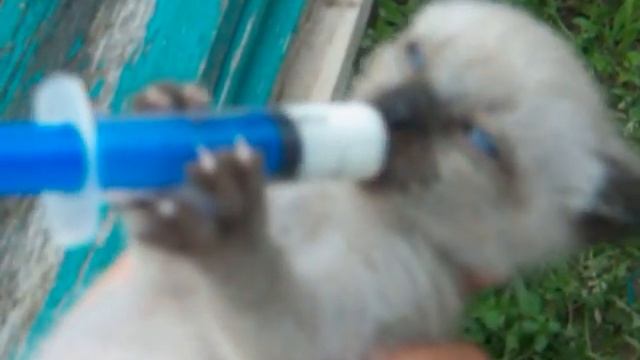 Голубоглазый котенок, сам пьет из шприца :)