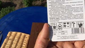 Томат от агрофирмы Сибирский Сад. Сорт ЗОЛОЧЕНЫЙ БЕЛЯШ