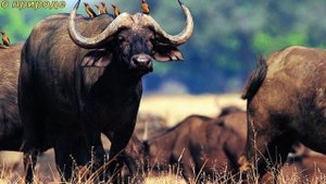 ИНТЕРЕСНЫЕ ФАКТЫ О БУЙВОЛАХ.