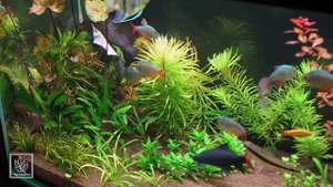 Два месяца после запуска аквариума на подложке Tropica Plant Growth Substrate и грунте Флоратон