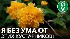 САМЫЕ КРАСИВЫЕ И НЕПРИХОТЛИВЫЕ КУСТАРНИКИ, которые преобразят ваш сад до неузнаваемости