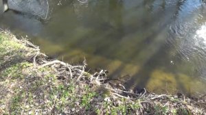 САМЫЙ УЛОВИСТЫЙ ВОБЛЕР НА ФОРЕЛЬ 2022 г