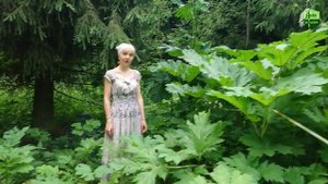 Топинамбур против борщевика, часть 4: ищем проросшие растения.