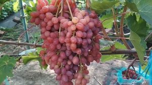 Виноград "Киш-миш Велес "