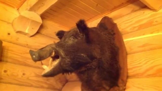 Кабаний язык смотреть онлайн