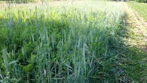 Первый результат посева озимой ржи с викой   - весной.