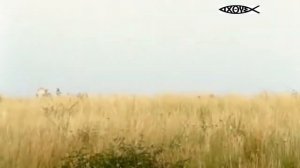 Любимый мой, лети как вольный ветер..