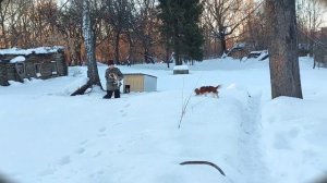 Никто не знал, что я стала снимать. Кавалер Кинг Чарльз спаниель Платинум на руках у папы.)